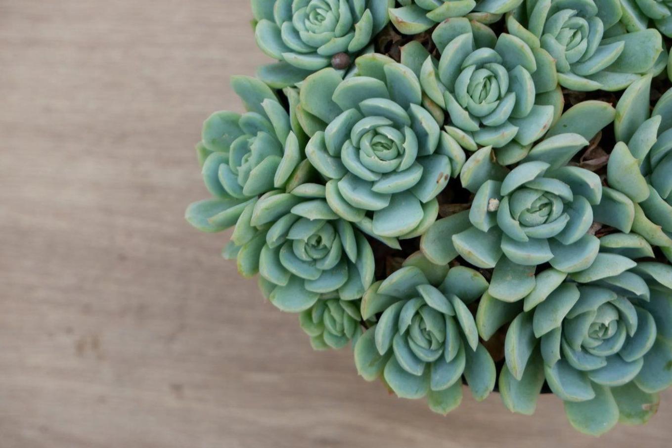Succulents from Leon & George