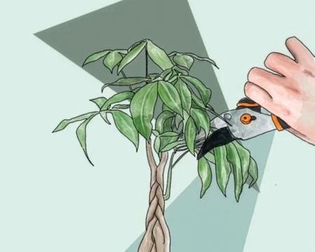 Comment tailler un Pachira Aquatica : le guide pas à pas
