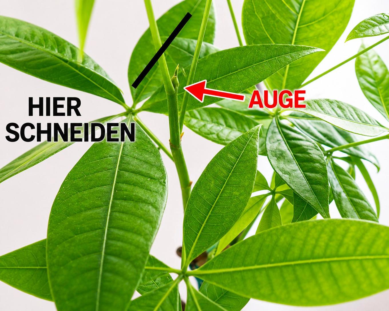 Detail zum Schnitt des Pachira: Auge und Schnittstelle zum Formen des Blattwerks