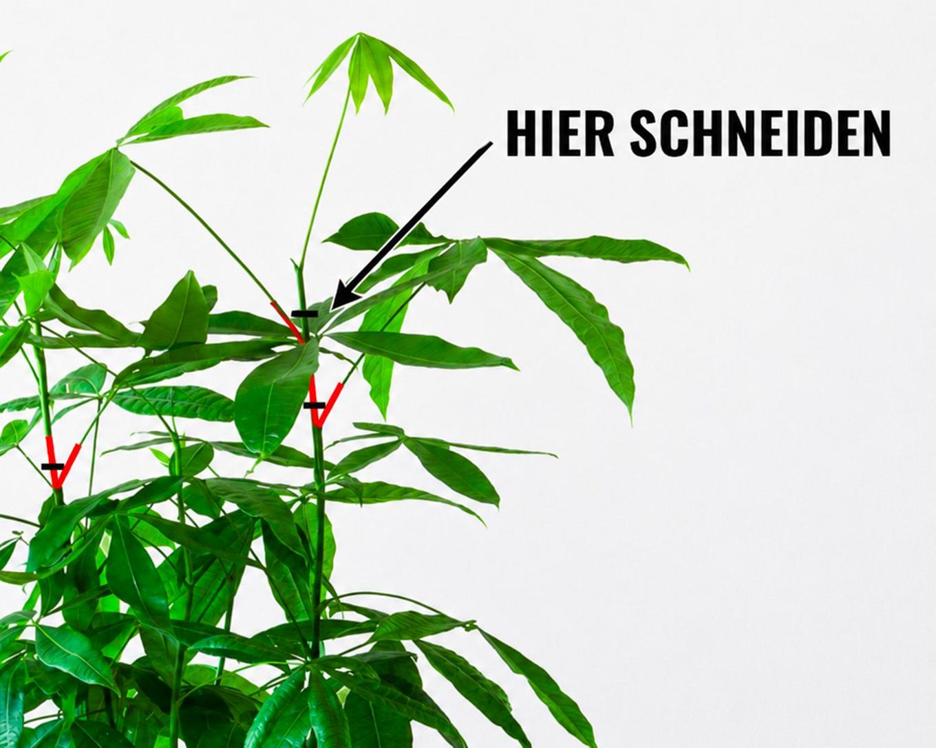 Detail zum Schnitt des Pachira: Auge und Schnittstelle zum Verdichten des Stamms