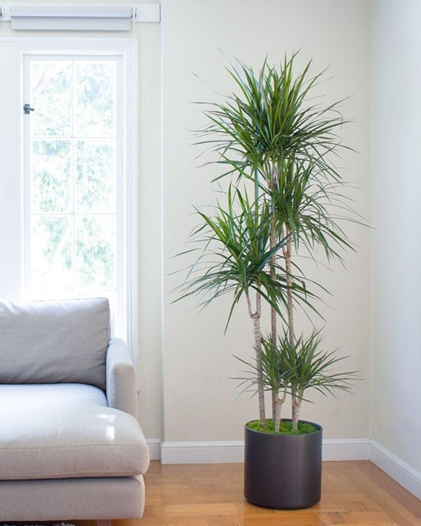 tall office plants
