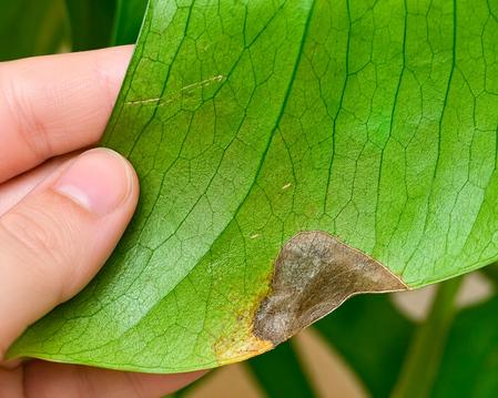 Thrips sur plante d’intérieur : comment les reconnaître et s’en débarrasser