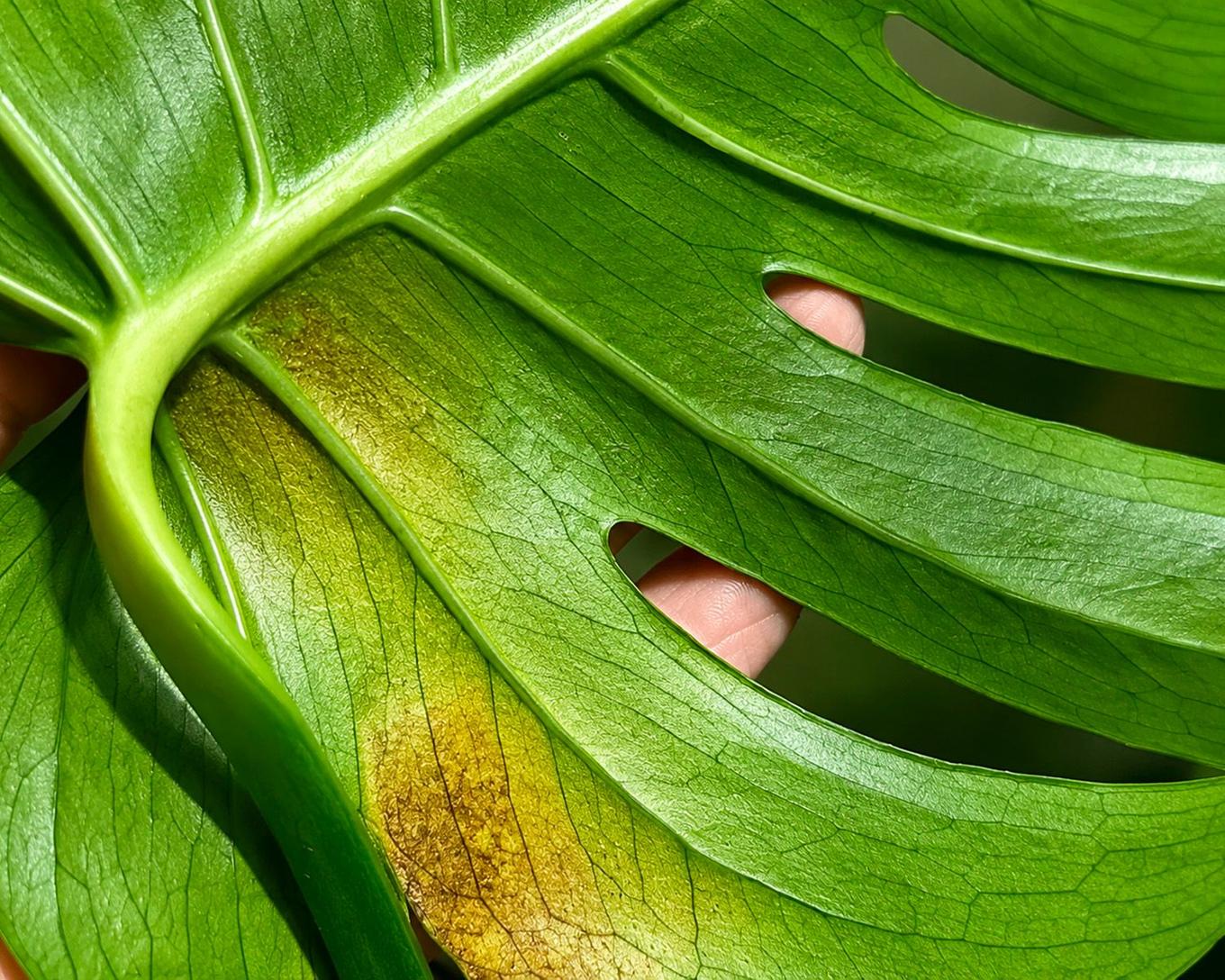 symptômes d'une invasion de thrips sur une monstera