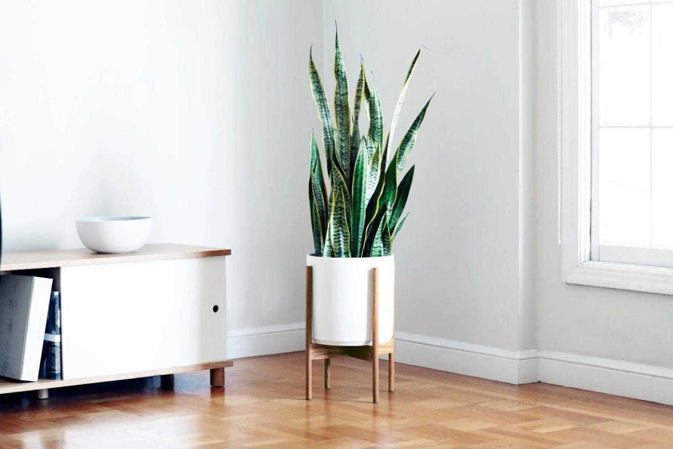 A Snake Plant in a low-light room from Leon & George