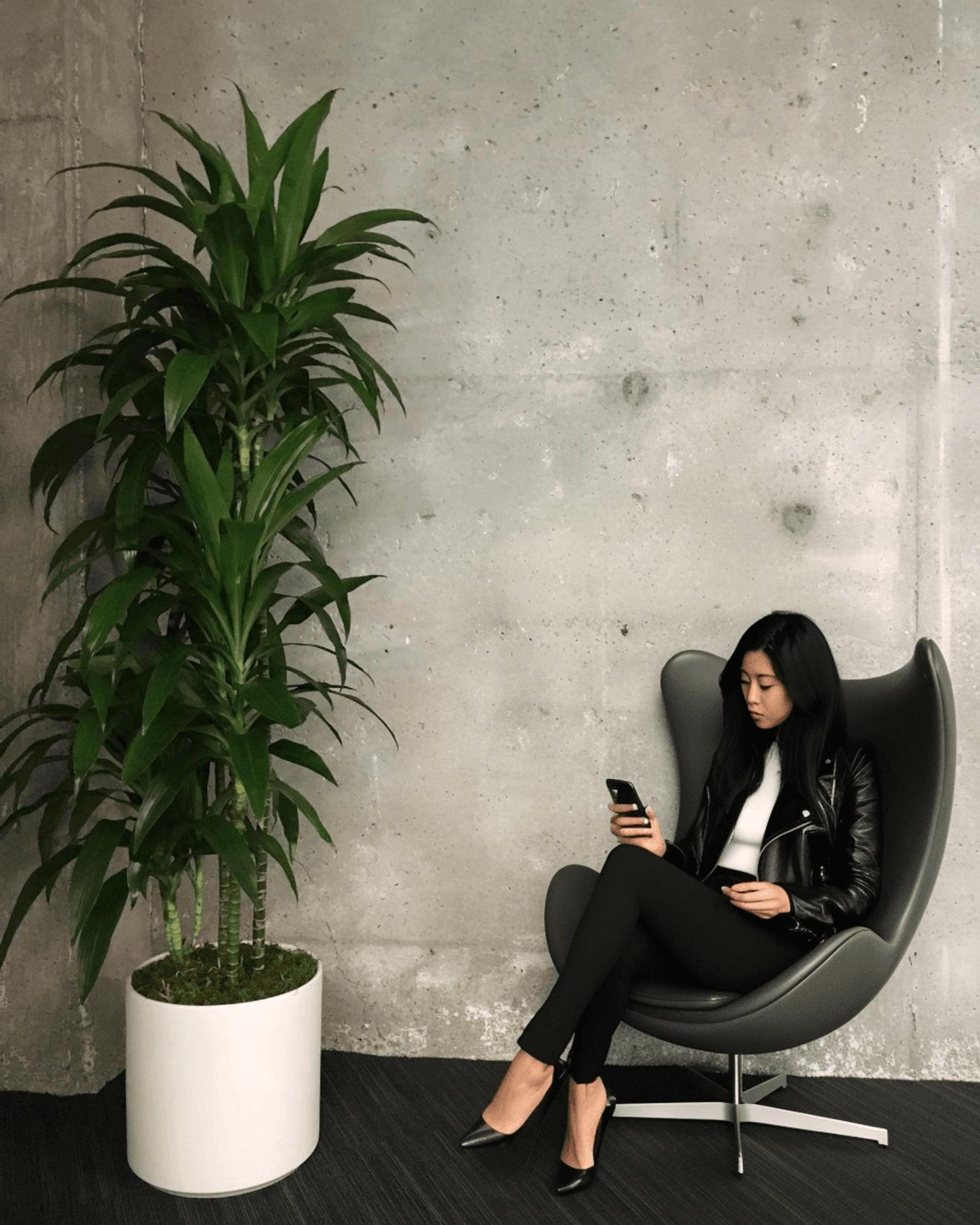 Indoor office setting with a tall Dracaena Lisa plant in a white pot beside a woman sitting in a modern chair against a concrete wall, looking at her phone.