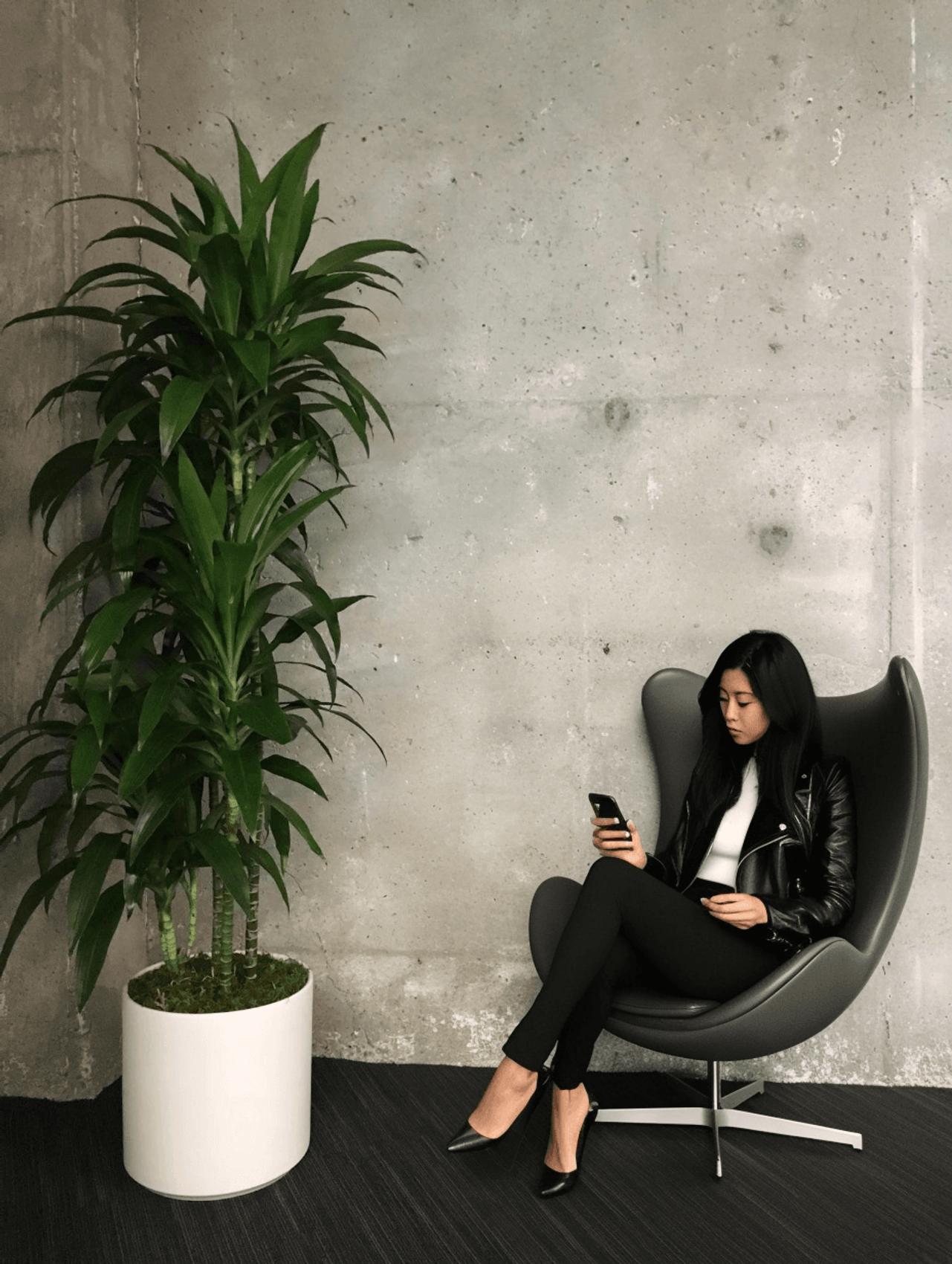 Indoor office setting with a tall Dracaena Lisa plant in a white pot beside a woman sitting in a modern chair against a concrete wall, looking at her phone.