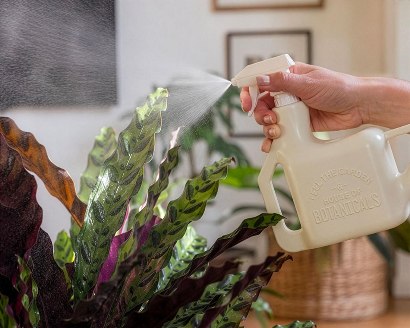 photo d'une personne qui vaporise un calathea