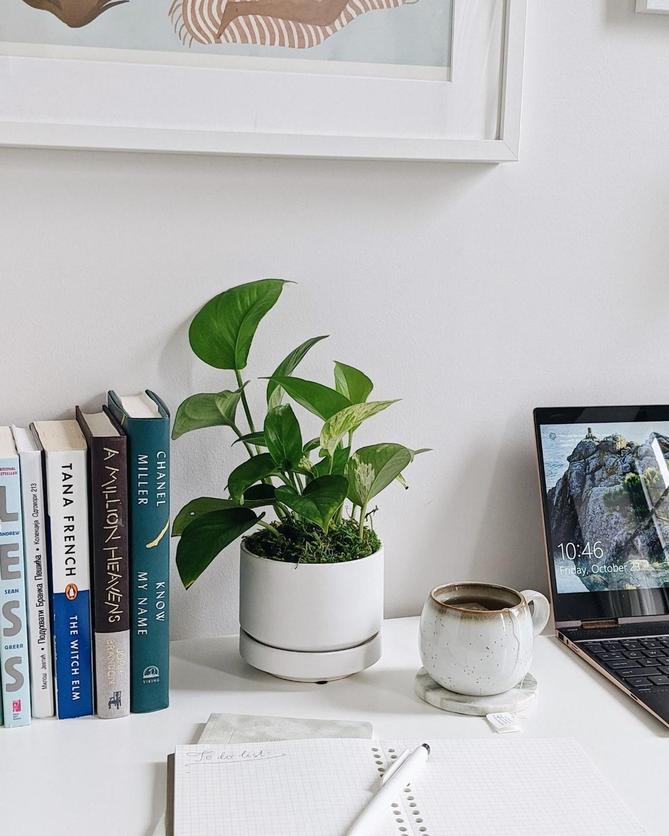 A workspace with a notebook, computer, books and a beautiful Pothos