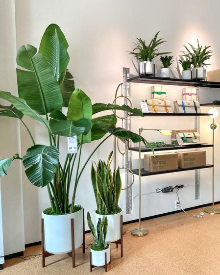 A contemporary retail wall display with tropical plants in white planters alongside modern lighting and home goods. The layout demonstrates coordinated retail styling and plant integration.
