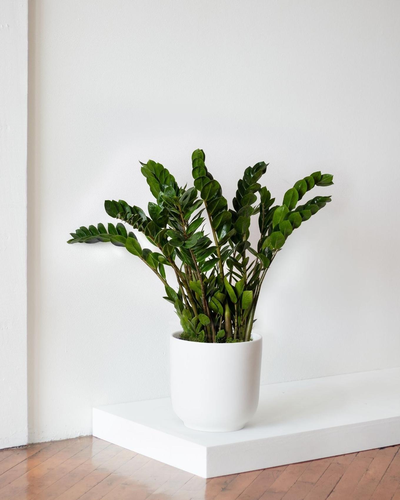 wedding gift plants