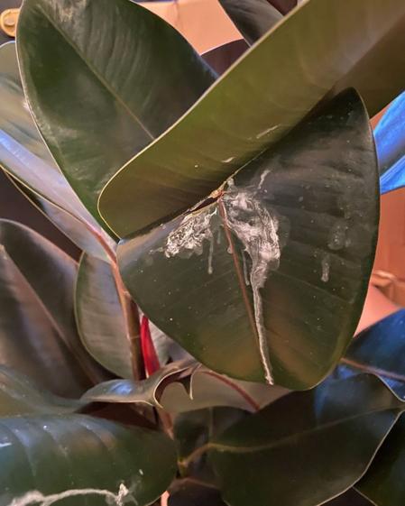 indoor plants picture