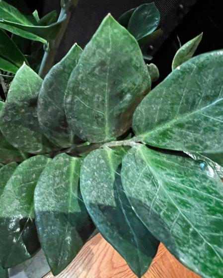 indoor plants picture