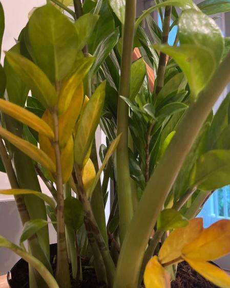 indoor plants picture