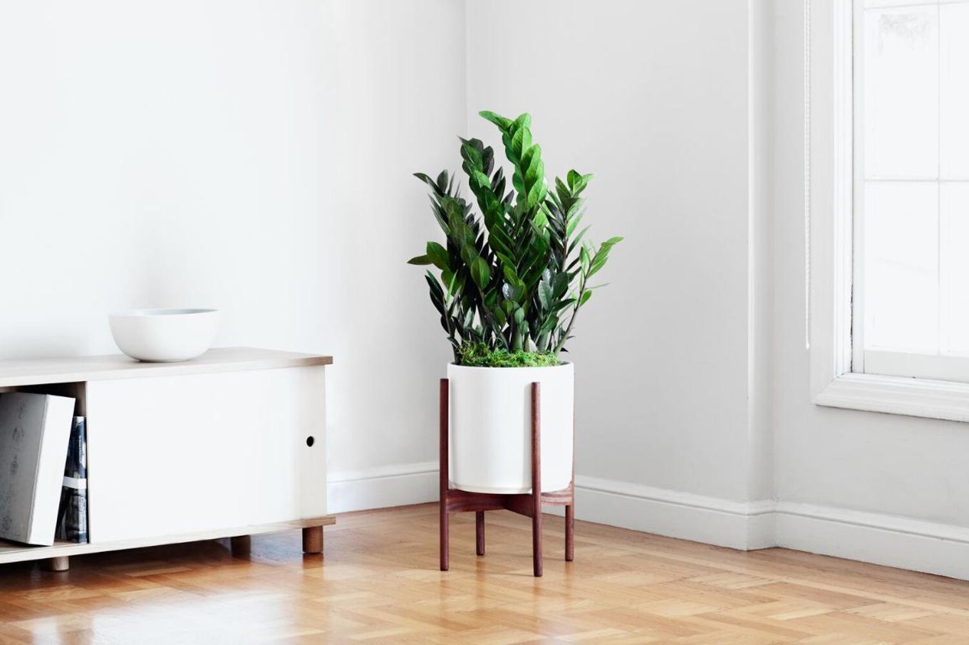 A Zanzibar Gem in a bright corner decorating a living room