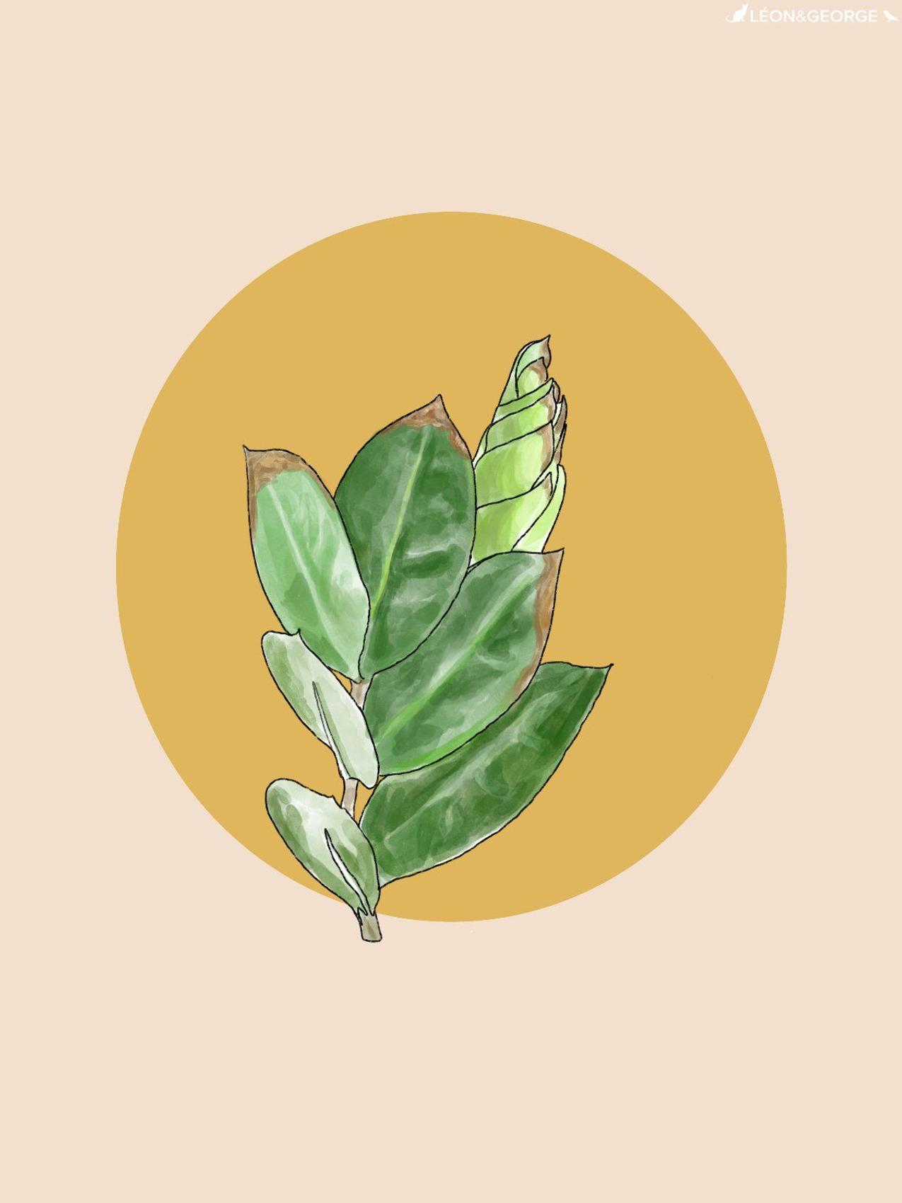 Zanzibar Gem with browning leaf tips