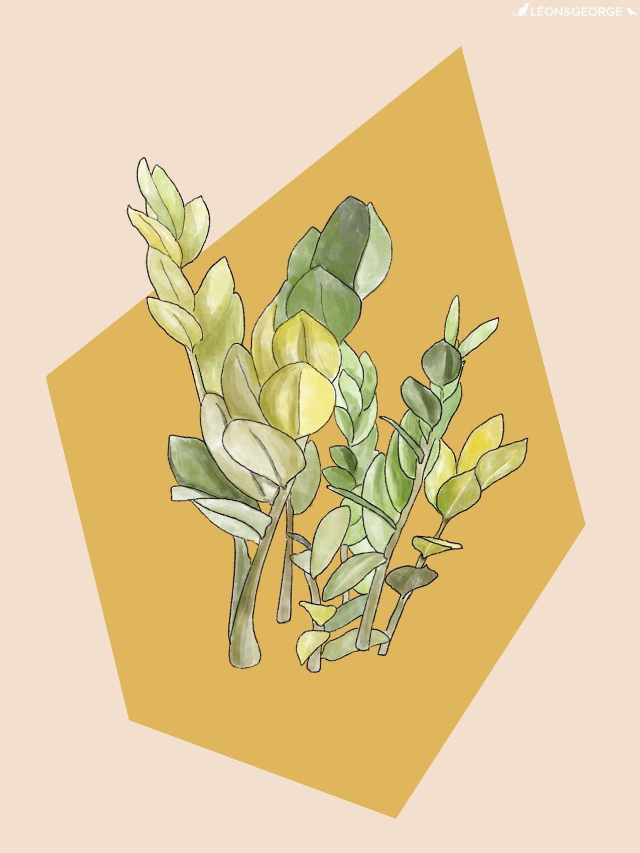 Zanzibar Gem with yellowing leaves