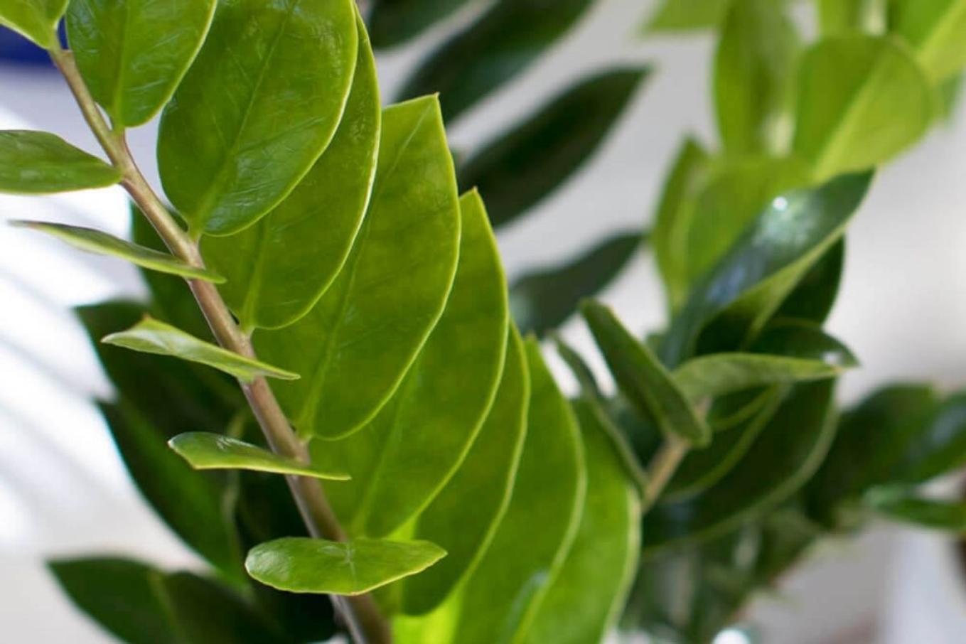 Bright green leaves of the Zanzibar Gem